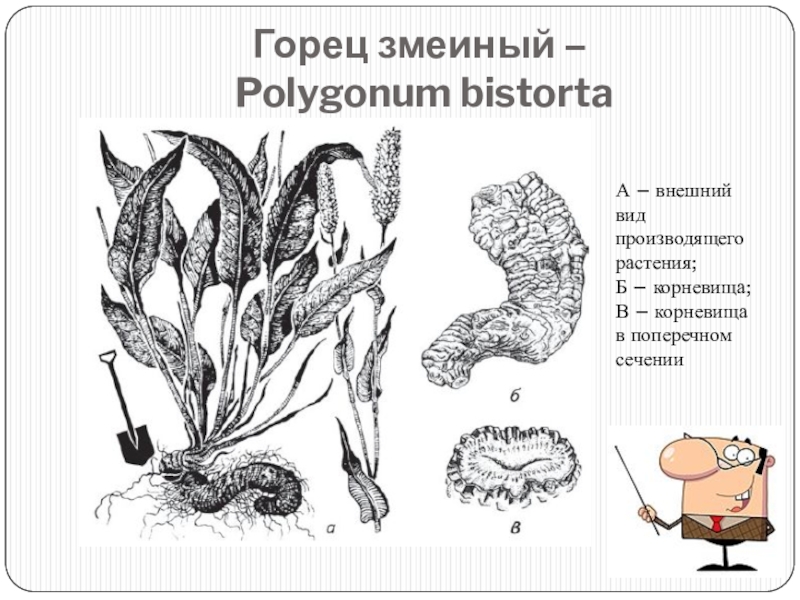 Горец змеиный рисунок