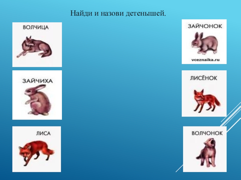 Как зовут детенышей кошки уровень. Назови детенышей. Как зовут детеныша. Как зовут детёнышей кошки. Как правильно называют детенышей лисы.