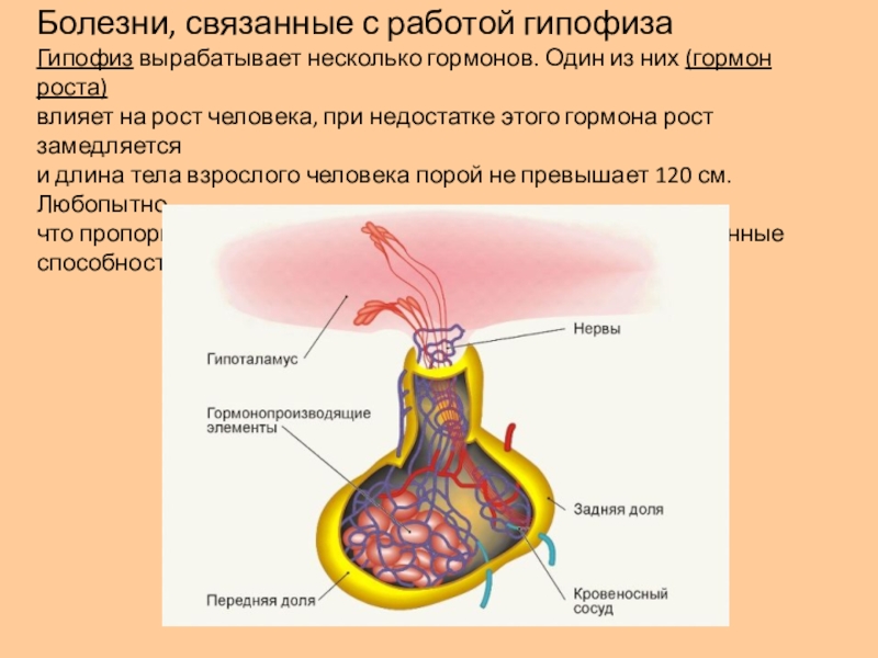 Доклад: О болезнях роста…