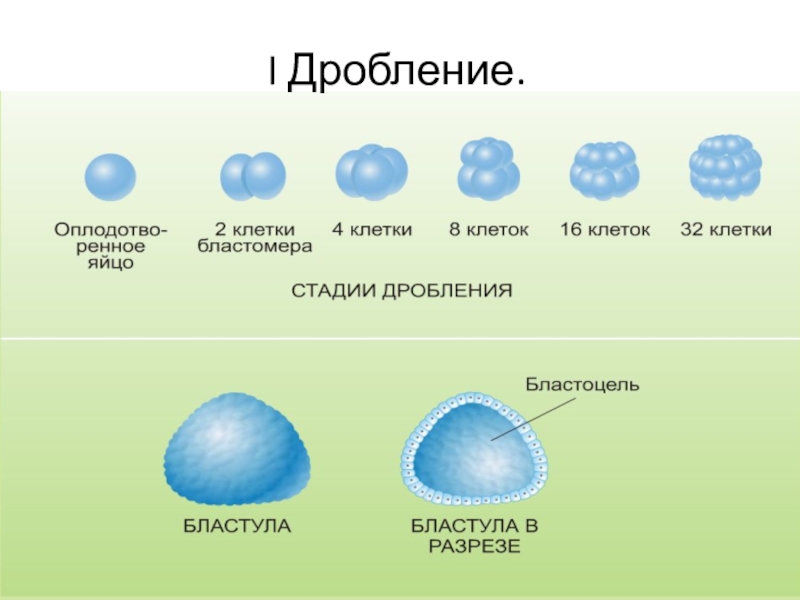 Стадии дробления рисунок