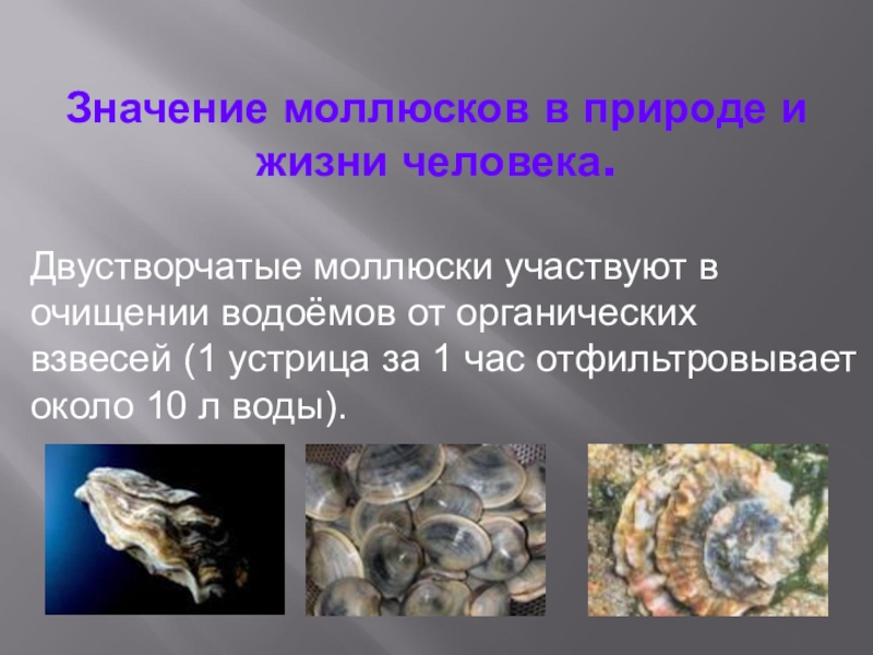 Питание моллюсков. Моллюски в природе и жизни человека. Значение двустворчатых моллюсков в жизни человека. Двустворчатые моллюски значение в природе и жизни человека. Значение двухсторчятых в природе.