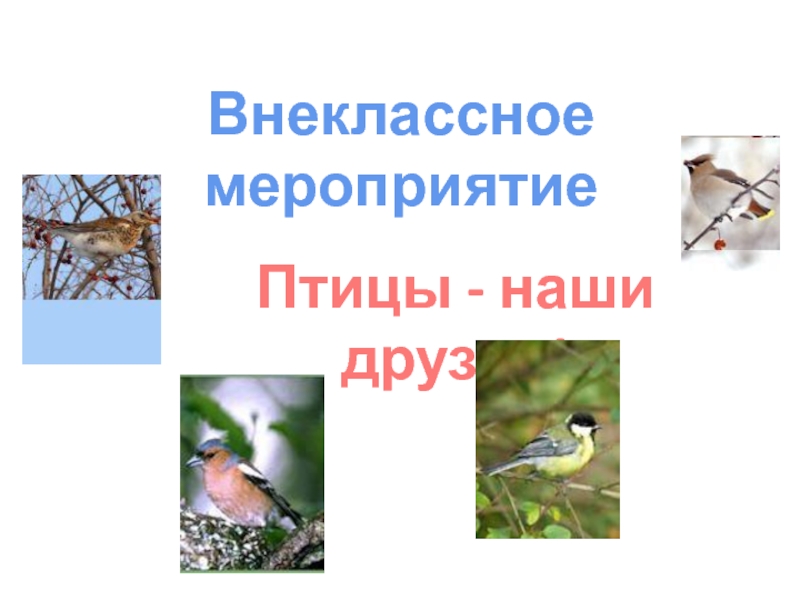 Презентация Презентация по природоведению на тему Птицы наши друзья