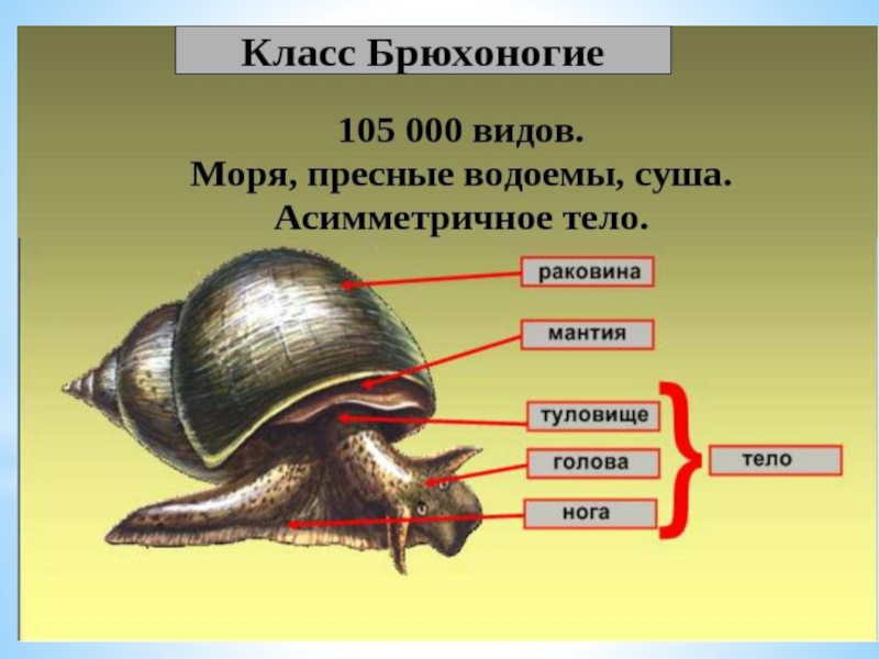 Презентация на тему моллюски 7 класс по биологии