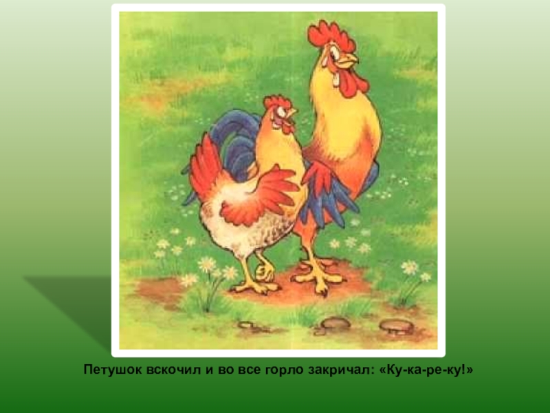 Петушок вскочил и во все горло закричал: «Ку-ка-ре-ку!»