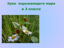 окружающий мир