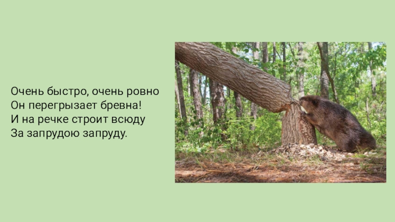 Очень гладкий. Презентация на тему животные средней полосы России. Бобры Размеры и вес. Средний размер бобра. Размеры Бобров в России.