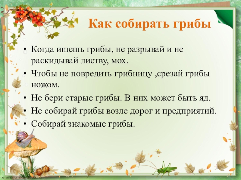 Как надо собрать. Как собирать грибы. Как правильно собирать грибы. Как правильнотсобирпюать грибы. Как правильно нужно собирать грибы.