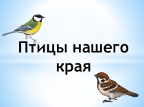 Презентация Птицы нашего края
