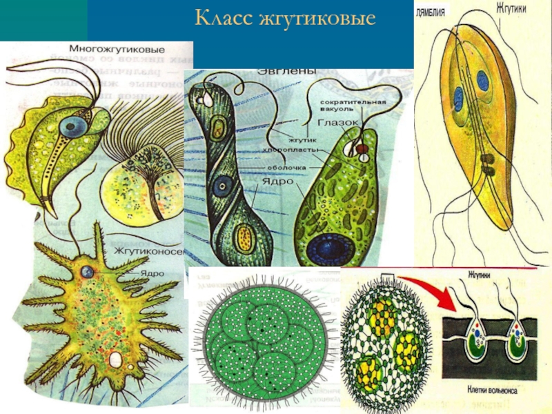 4 класса простейших. Класс жгутиконосцы представители. Одноклеточные животные жгутиконосцы. Жгутиковые простейшие представители. Паразитические представители класса жгутиковые.