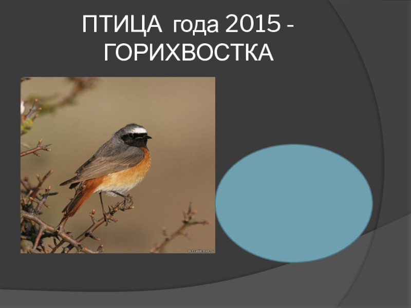 Презентация по биологии на тему  Птица 2015 года.