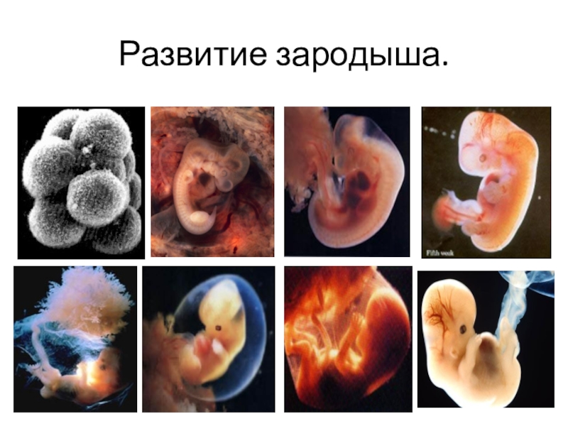 Зародышевый период развития человека фото