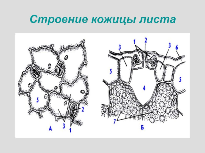 Рассмотри рисунок кожицы листа одуванчика под микроскопом что изображено под цифрой 3