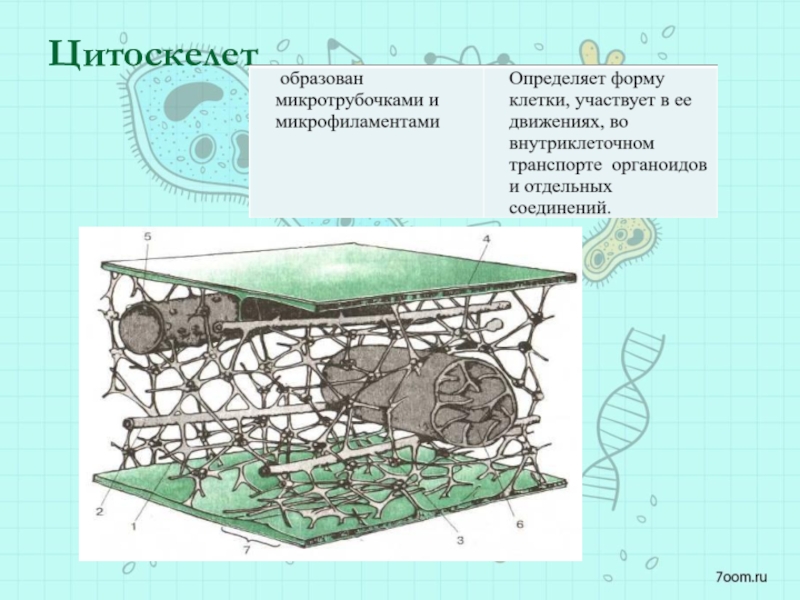 Цитоскелет строение. Цитоскелет клетки растений. Гиалоплазма и цитоскелет. Цитоскелет гиалоплазмы. Строение цитоскелета рисунок.