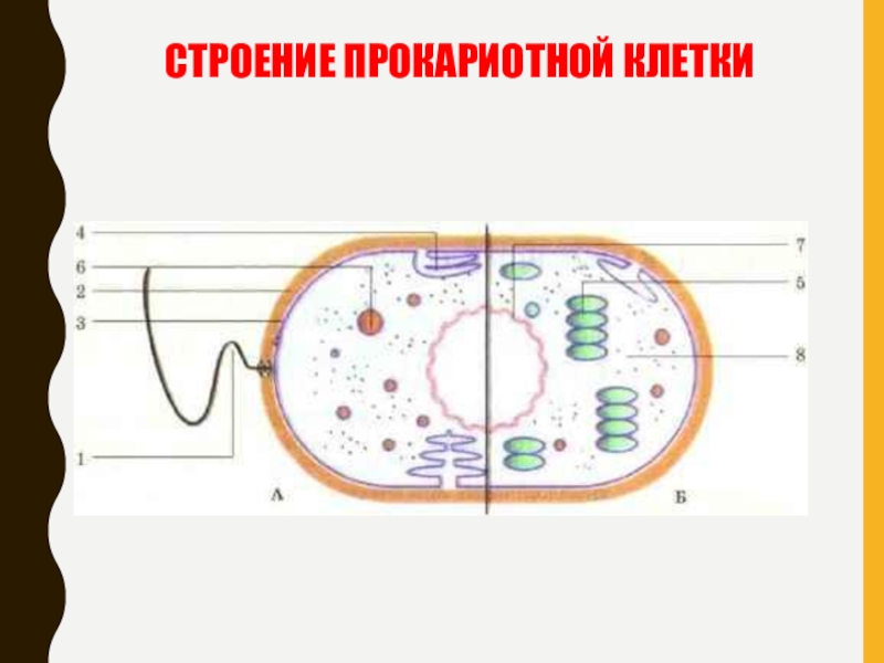 Прокариотная. Строение прокариотной клетки. Специфичность прокариотной клетки. Прокариотная Тип клеток. Теремов строение клетки.