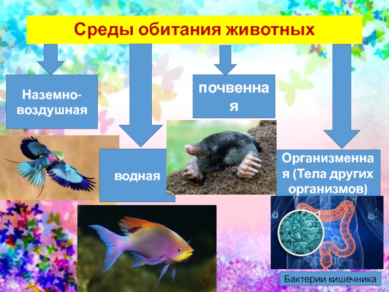 Среды жизни 5 класс биология презентация