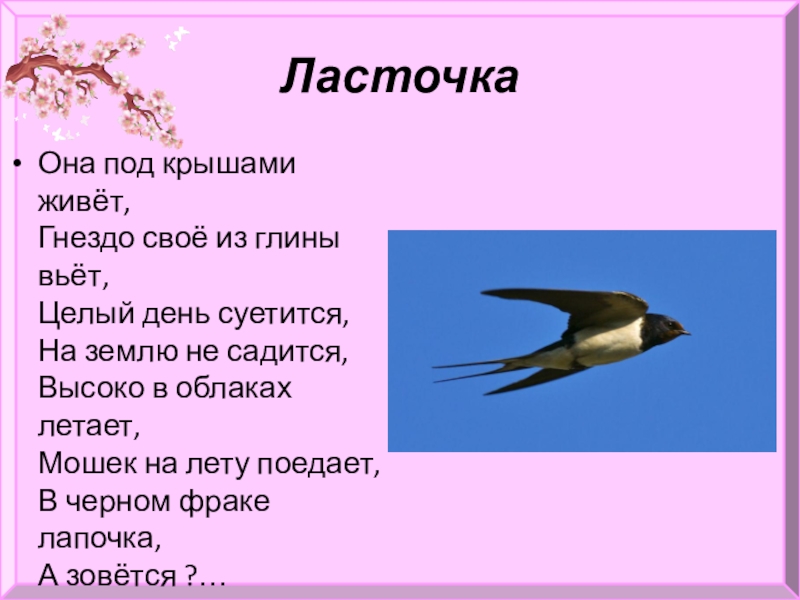 Стишок про ласточку. Где живут ласточки. Проект Ласточка. Информация о Ласточке. Ласточка кратко.