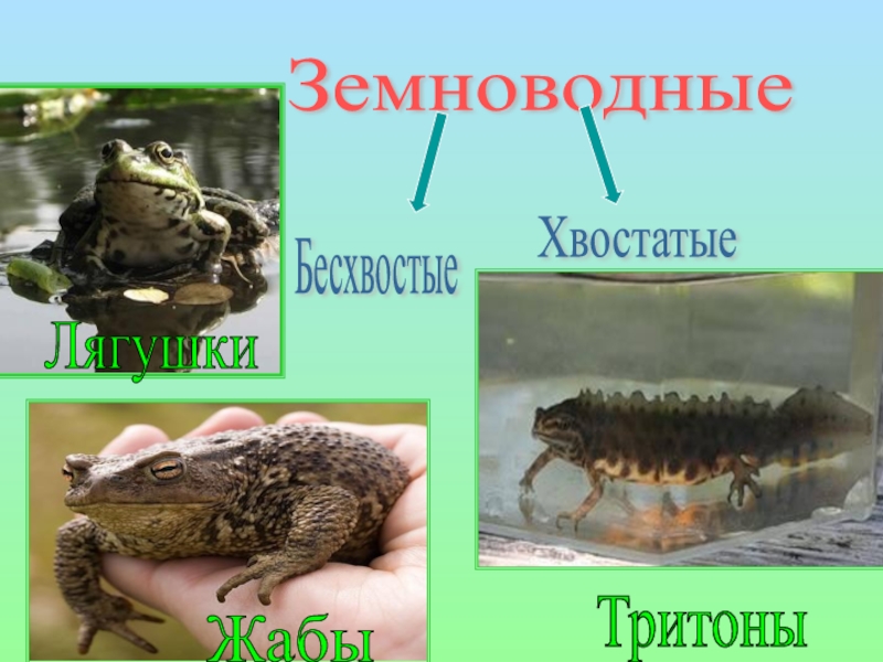 Земноводные среда обитания и внешнее строение лягушки