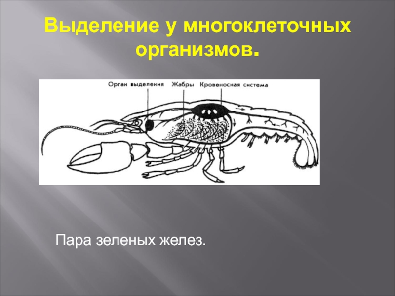 Зеленая железа. Зеленые железы. Органы выделения зеленые железы. Органы выделения у многоклеточных животных. Органы дыхания многоклеточных животных.