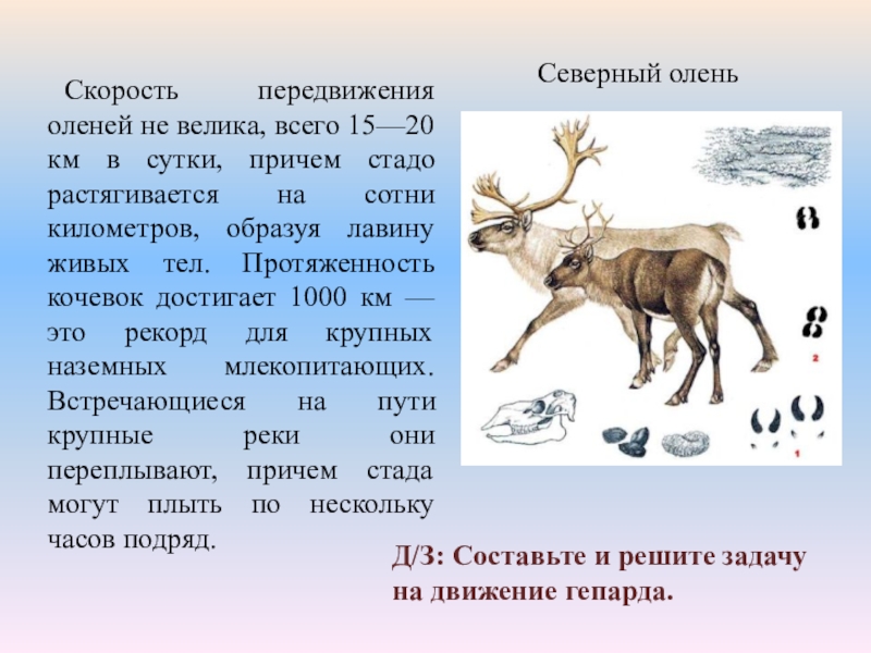 Скорость передвижения. Северный олень скорость передвижения. Скорость Северного оленя. Северный олень скорость бега. Скорость Северного оленя км/ч.