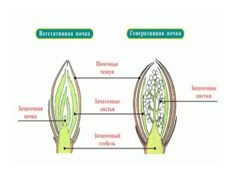 Подпишите части почек на рисунке укажите какая из них вегетативная а какая генеративная