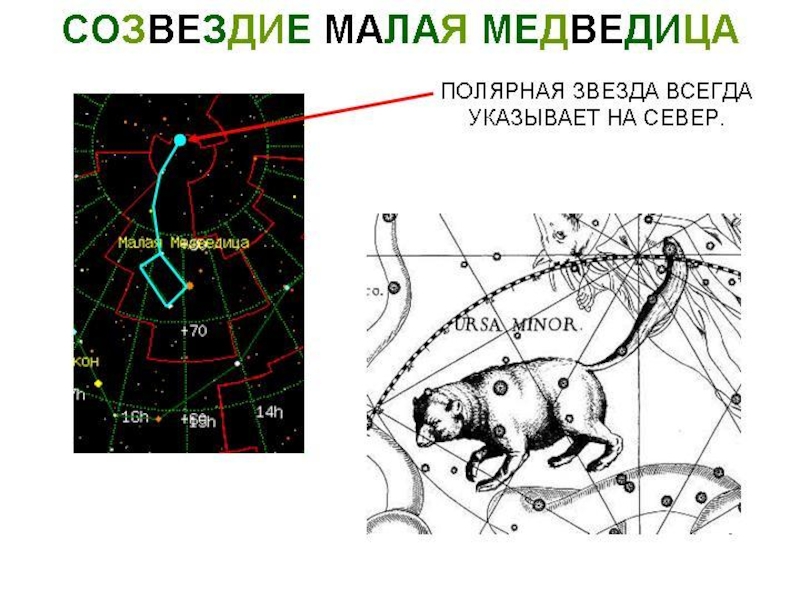 Презентация созвездие малая медведица