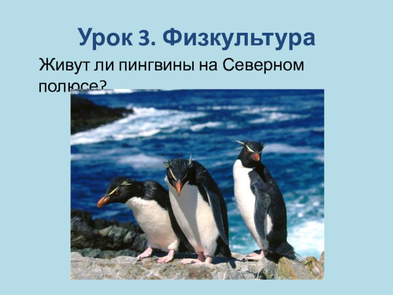 Жил был пингвин. Где живёт Пингвин?. На каком полюсе живут пингвины. Пингвины Южный полюс. Пингвины живут.