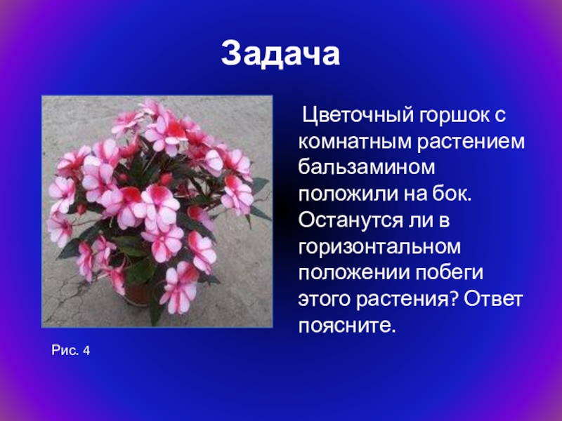 Задача цветов. Бальзамин Родина растения 2 класс. Регуляция комнатное растение. Текстовая задача (цветы). Растение положили на бок картинка.