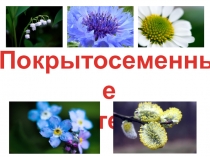 Тема : Покрытосеменные. Презентация для 6 класса