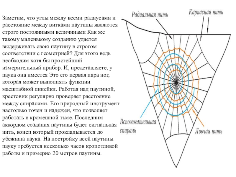 Обратная связь в коллективе осуществляется по схеме спираль паутина рыбацкая сеть