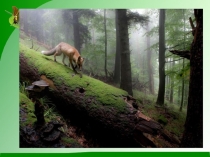 Презентация по окружающему миру на тему В царстве грибов ( 3 класс)