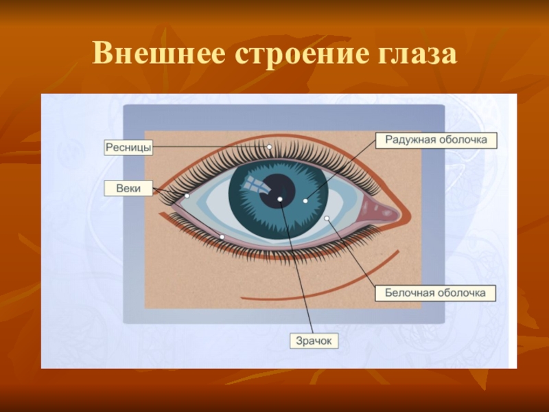 Рассмотрите рисунок глаза человека ответы. Строение глаза. Внешнее строение глаза. Строение глаза для дошкольников. Наружное строение глаза человека.