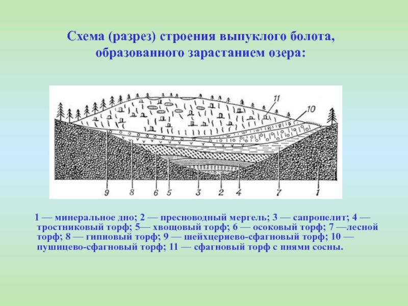 Формирование болот. Строение болота. Болото структура. Схема образования болот. Разрез болота.