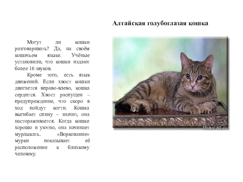 Какой факт свидетельствует о том что котенку. Алтайская синеглазая кошка. Алтайская голубоглазка кошка. Поговорим о кошках.