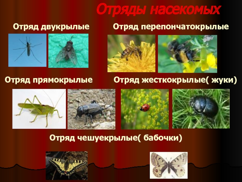 Отряды насекомыхОтряд двукрылые     Отряд перепончатокрылые