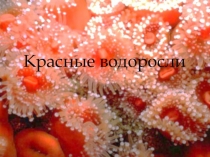 Презентация по биологии на темуКрасные водоросли(7 класс)