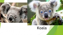 Презентация по английскому языку на тему Животное Австралии