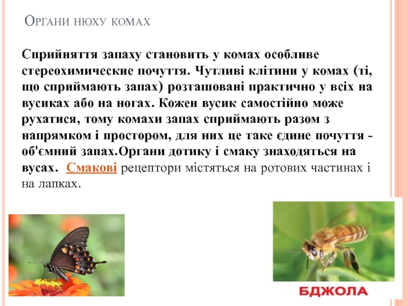 характеристика комах