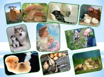 Презентация по теме Бесполое размножение 6 класс