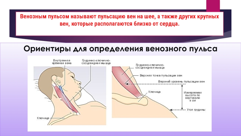 Ориентиры для определения венозного пульсаВенозным пульсом называют пульсацию вен на шее, а также других крупных вен, которые