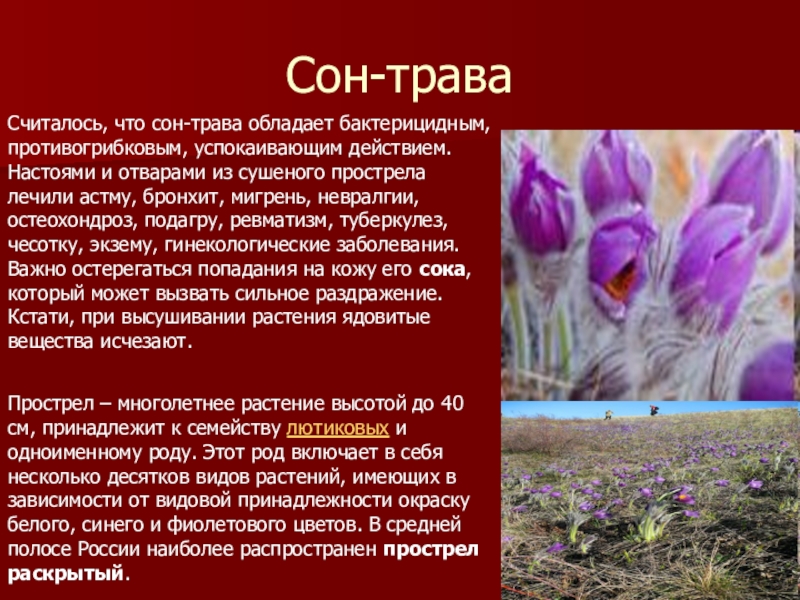 Ты знаешь названия растений изображенных на рисунке это иван чай лисохвост тысячелистник сон трава