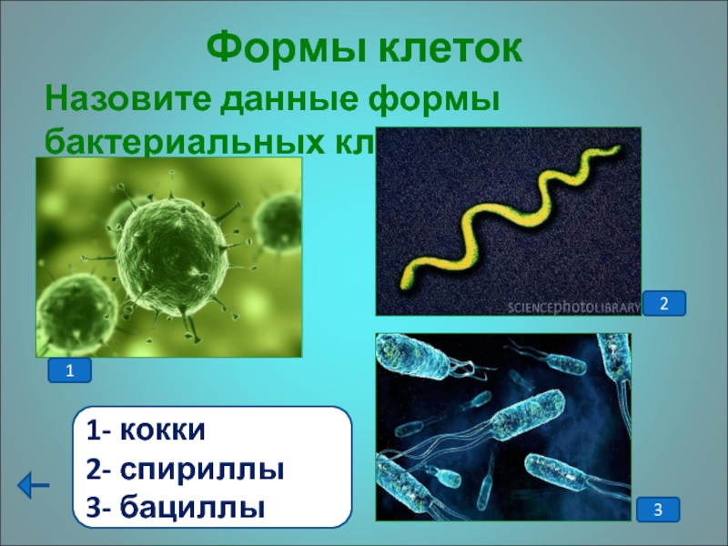 Формы клетокНазовите данные формы бактериальных клеток.  31- кокки2- спириллы3- бациллы