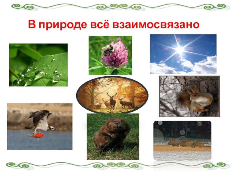 В природе все взаимосвязано. В природе всë взаимосвязано. Рисунок в природе все взаимосвязано. Рисунок на тему в природе всё взаимосвязано.