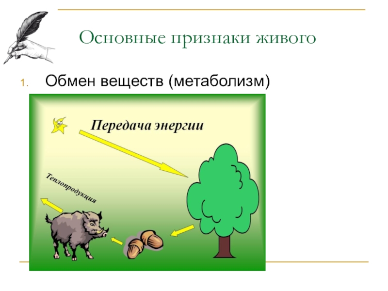 Обмен энергией признаки. Признаки живого обмен веществ. Главные признаки живого. Обмен веществ основные признаки живого. Признаки обмена веществ у живых организмов.