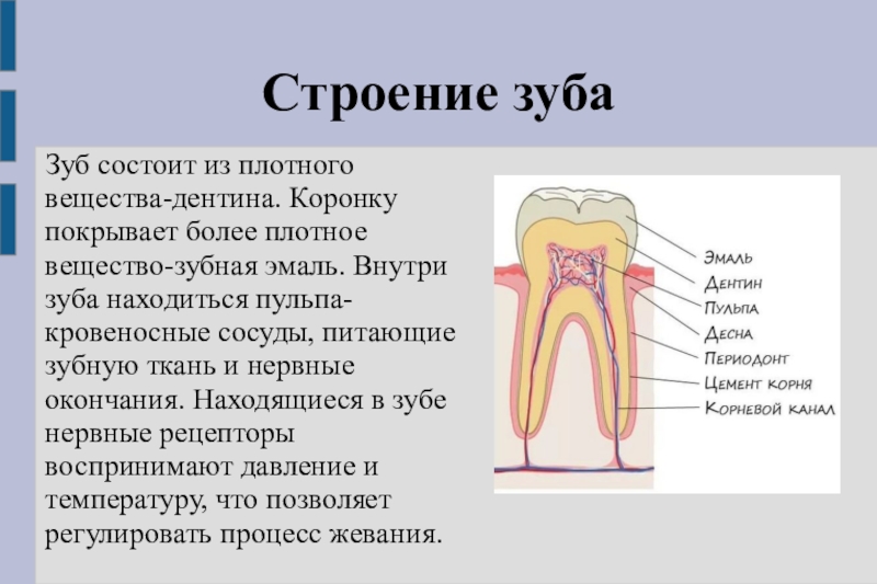 В чем особенность строения дентина какую функцию. Строение зубакоронка жмаль,. Строение зуба. Структура зуба. Из чего состоит зуб.