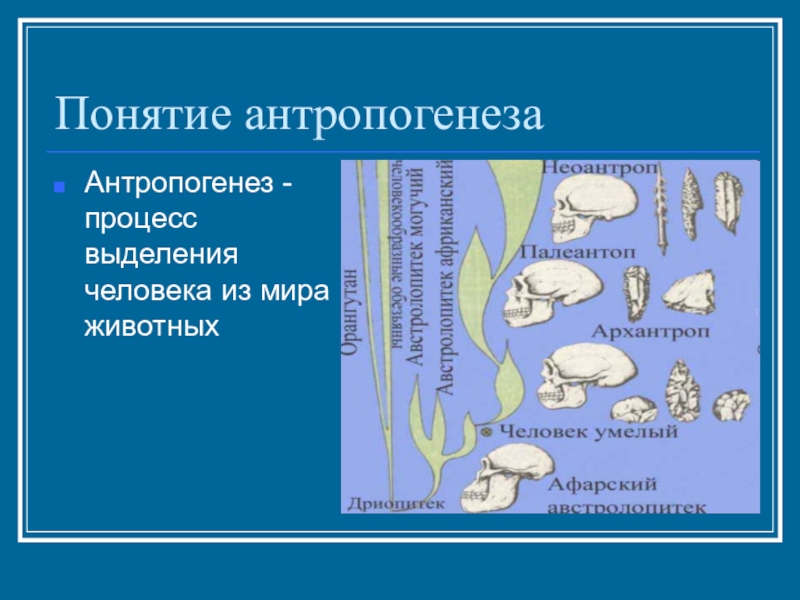 Презентация на тему антропогенез 11 класс