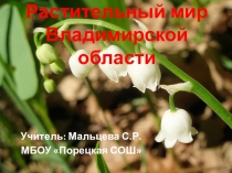 Презентация к открытому уроку Растительный мир Владимирской области