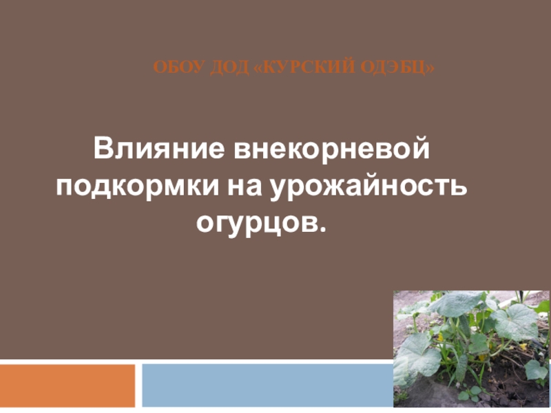 Презентация Влияние внекорневой подкормки на урожайность огурцов.