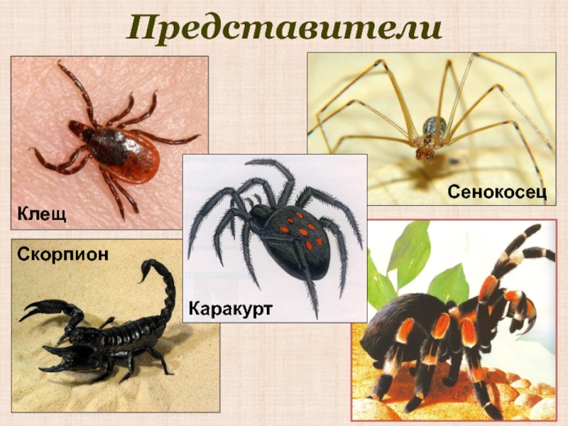 представители класс паукообразные сенокосцы. представители отряда сенокосцы. представители отряда сенокосцы. сенокосцы отряд паукообразных. представители сенокосцев названия.