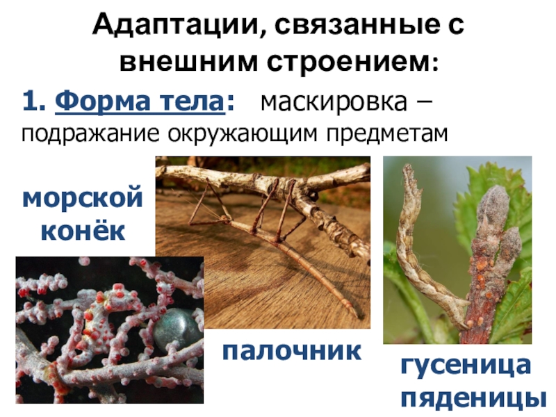 Адаптация насекомых к сезонным изменениям. Адаптации организмов. Морфологические адаптации организмов. Форма тела адаптация. Адаптация это в биологии.
