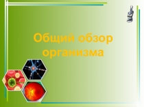Презентация по биологии на тему Общий обзор организма (8 класс)